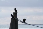 cormorantpiling