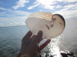 papernautilus