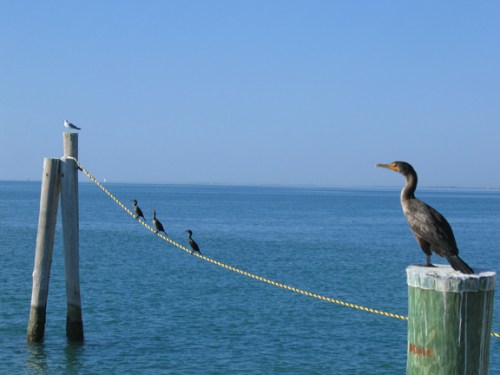 cormorant_piling