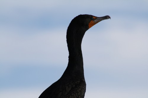 dccormorant