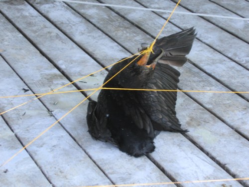dead_cormorant