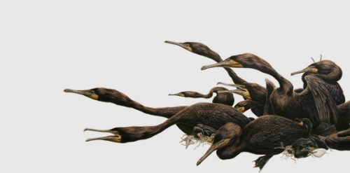 doublecrestedcormorant