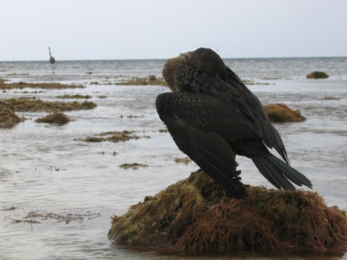 injured_cormorant