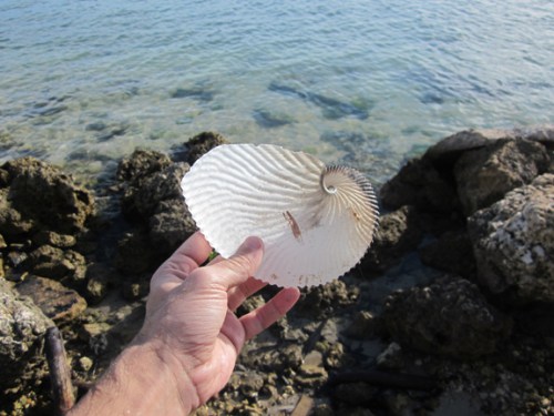 papernautilus2