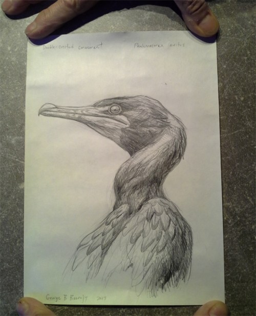 dccormorant.frombottle